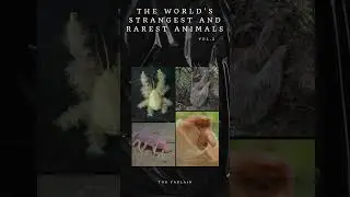 THE WORLD&rsquo;S STRANGEST AND RAREST ANIMALS: Curiosities and stories of unusual creatures | Vol. 2