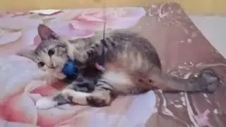 Смешные видио с котами | Очаровательный кот любит играть | кот весело играет