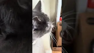 Забавные моменты с Талли #кот #Талли #смешноевидео #вирусноевидео #помощь #бездомныйкот