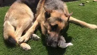 German Shepherds eating raw chicken in peace again