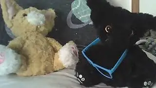 Meows Minions & Muffins - Cats Wake Up Early Morning