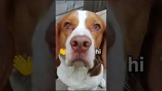 buster is always hungry #beagles