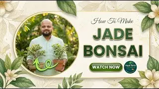 Jade Plant Ko Bonsai Kaise Banaye🌱 Easy Wiring, Trimming & Care Tips (Beginners) #bonsai #jadebonsai