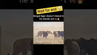 #tiger #status #attitude #tiger #shortvideo