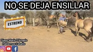 COMO CORREGIR UN CABALLO QUE AL QUERER ENSILLARLO PEGA ESPANTADAS