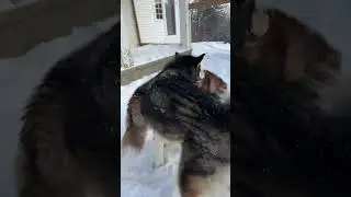 Two Huge Dogs Tackle Dude In Snow #lol #cute #winter #wild