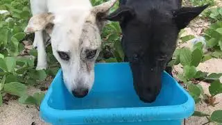 Поддержите нас, чтобы накормить бездомных собак | StreetDogsCH