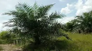 MAU KE LADANG,KEHIDUPAN ORANG DAYAK