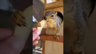 Я подружился с дикой белкой!???