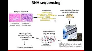 RNA Sequence Analysis