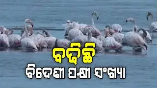 ବଢିଛି ବିଦେଶୀ ପକ୍ଷୀ ସଂଖ୍ୟା... | Chilika | Migratory Birds | Argus Digital