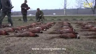 Pheasant Hunting In Hungary P&eacute;lpuszta (HD).mpg
