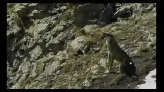 Bentornato Lupo - Parte 1