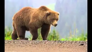Bear Sounds