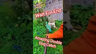 Sonic Double Dog Catch Up #dog #dogwithpublicsafety #ytviral #shorts #amazing
