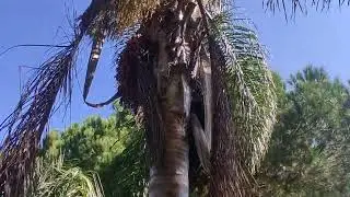 Rare fruit trees (butia capitata or pindo palm) discovered in Corsica !