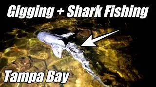 Gigging Rays and Catching Sharks in Tampa Bay