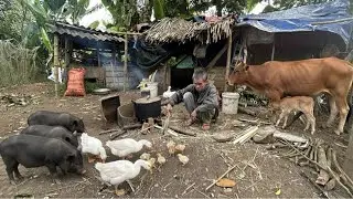 Life in a Remote Mountain Village | Farming and Raising Pigs & Cows