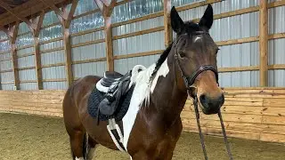 Ava- Grooming, tacking and loading 