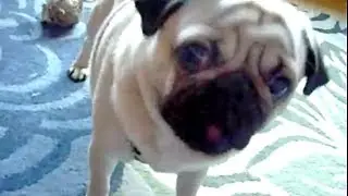 funny pug talking