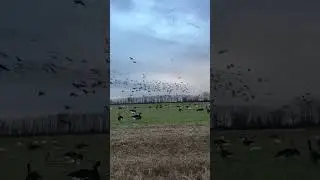 a beautiful view|Huntinglife|HUNTINGSEASON|Duckhunting|#hunting#huntingshorts#shorts#huntinglife#yt