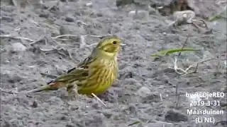 Female Yellowhammer foraging / vrouwtje Geelgors scharrelt. (Emberiza citrinella)