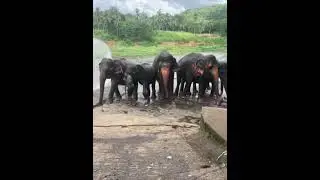 Pinnawala Elephant Sanctuary -Sri Lanka