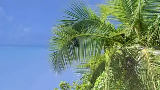 Maldives/Thoddoo 2021