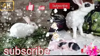 खरगोश के बच्चो को कैसे देखभाल करते हैं Rabbit baby care and rabbit Home care Rabbit family members