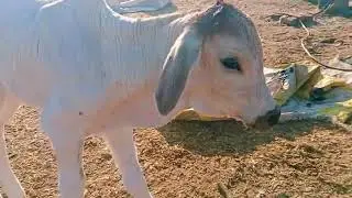 Brahmin two-day-old baby