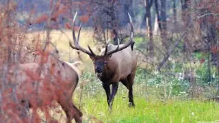 First Big Herd Bull this Elk Rut