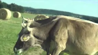 Biosuisse
