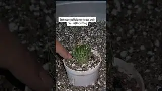 Repotting Stenocactus Multicostatus | Brain Cactus Care & Soil Mix #cactuscare #braincactus #shorts