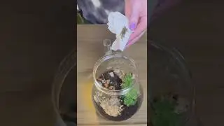 Another short little unboxing from Spider Shoppe. Neoholothele Incei. #tarantula #fyp #unboxing #pet