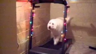 Scruffer on a Christmas Walk