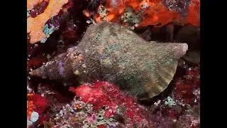 Charonia lampas al Parco Sommerso di Gaiola