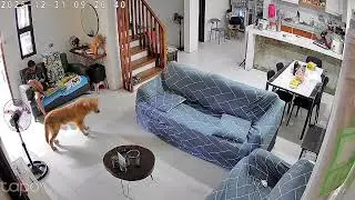 #loveanimals #careforanimals #respectanimals #dogs #goldenretriever #maltese #mother #cctv #views 