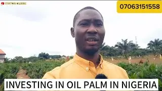 #INVESTING IN #OIL #PALM #BUSINESS IN #NIGERIA
