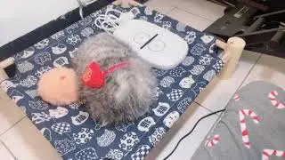 Cupboo first day home 8th Jan 2026