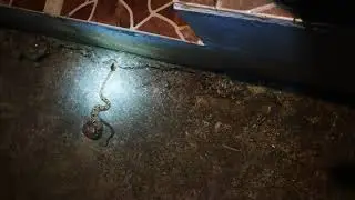 Malayan Pit Viper (Axe Snake)