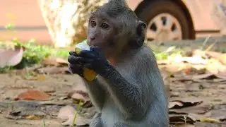 SO nice to see monkey Janet hand become better and better, Feeding some fruit to little monkey Janet