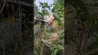 nature#ytshorts#shorts#lifestyleof lipa#lipa#nature love#flowers#vlogs#ramshiyaram#jayjagannath