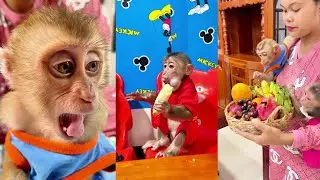 Cooking for monkey Bryan + Icy........003 | #MonkeyCuties #WildlifeMoments #SnackGoals #ViralReels