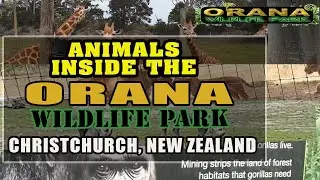 ORANA WILDLIFE PARK ANIMALS  , CHRISTCHURCH NEW ZEALAND