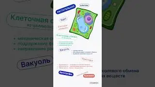 Строение растительной клетки: клеточная стенка, пластиды, вакуоль и прочее ;)