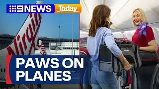 Virgin Australia to welcome small dogs and cats into cabin | 9 News Australia