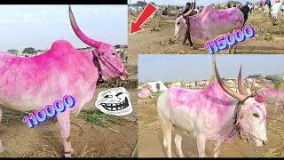 😱🔥💯😡🚩 Bijapur 🚩🤝🚨🐂👀💯💵😄👈
