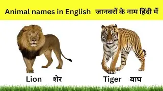Animals Name for Kids | Animal Names in English & Hindi | Animated Learning Video