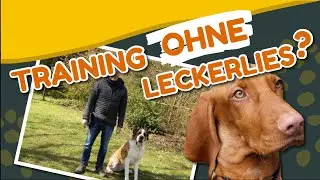 Adrenalinkick! Belohne Deinen Hund auch OHNE Leckerlis 👉 4 Tipps vom Profi [Training #40] (2021)