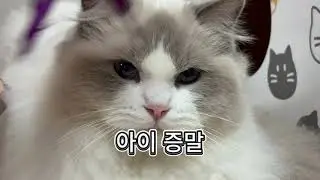 모터의 사냥 학습 #고양이 #랙돌 #cat